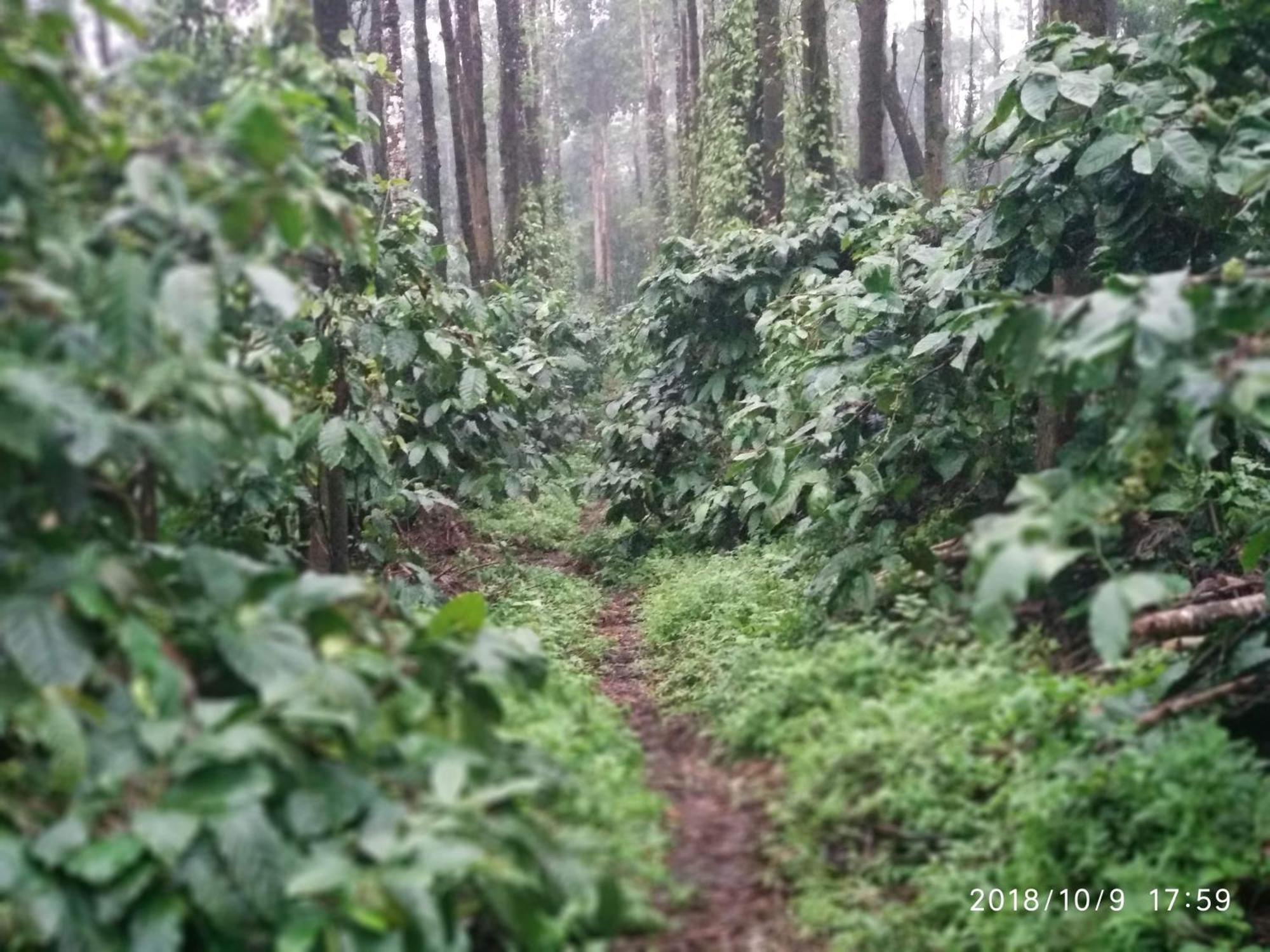 Farm stay Heights Farm - Coffee Estate *