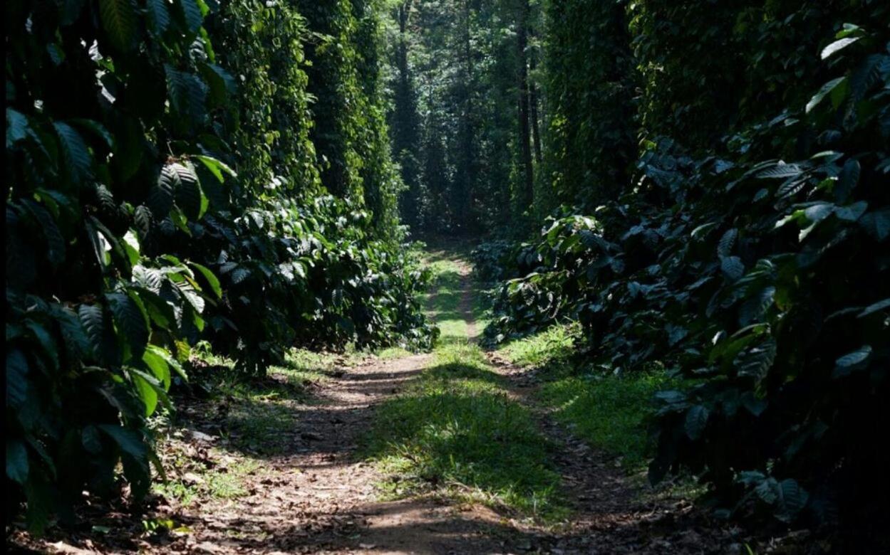Heights Farm - Coffee Estate