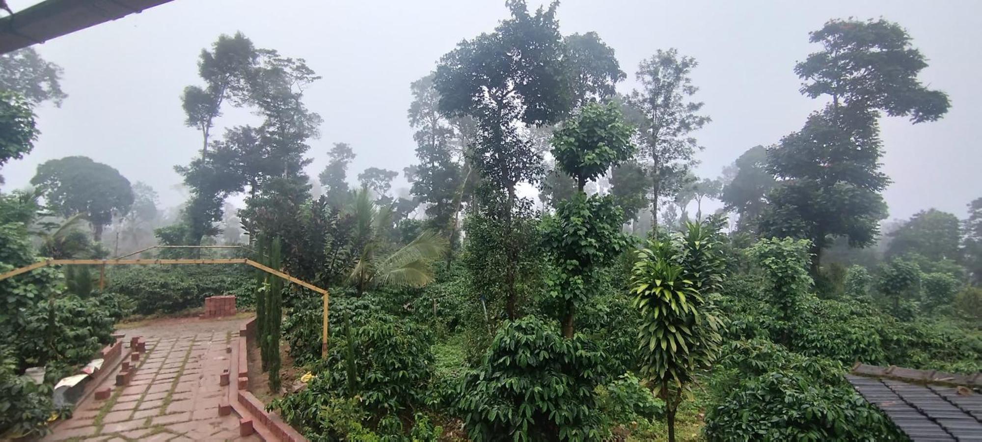 Heights Farm - Coffee Estate *