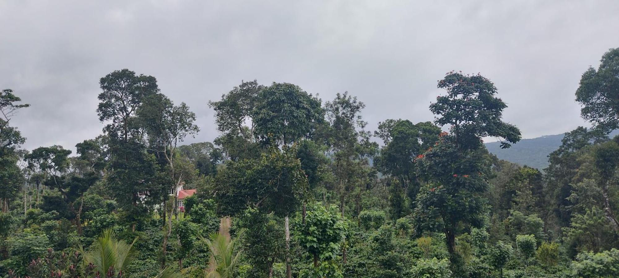 Heights Farm - Coffee Estate *